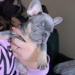 French Bulldogs from LaFlorida Frenchies