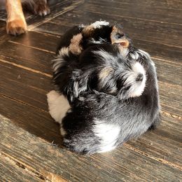Miniature Australian Shepherd, Toy Australian Shepherd, and Yorkshire Terrier Puppies from Bullish R Ranch