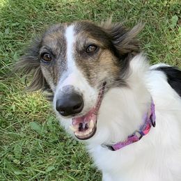 Fenwick  - Silken Windhound