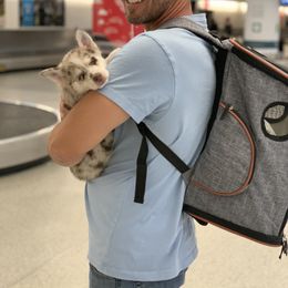 Pomsky Puppies from Royal Palm Pomskies