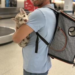 Pomsky Puppies from Royal Palm Pomskies