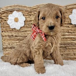 Chester - Apricot male Goldendoodle puppy in Temecula, California from Oodles O'Doodles