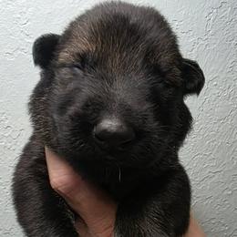 Dark blue collar - Sable male German Shepherd puppy in Oscoda, Michigan from Sstar