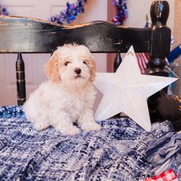 Cash - White male Cavapoo puppy in Tucson, Arizona from Ever After Doodles Arizona