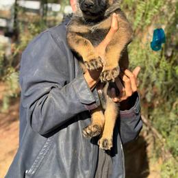 Blue Boy - Sable male German Shepherd puppy in Riverside, California from Von Der Sagobi