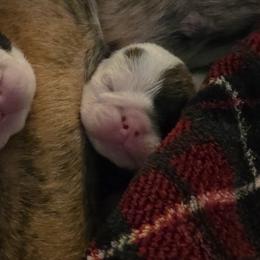 TBD - Red brindle and white female Bulldog puppy in Lexington, Kentucky from E. Clive Bulldogs