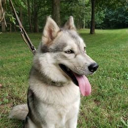 Misha - Siberian Husky