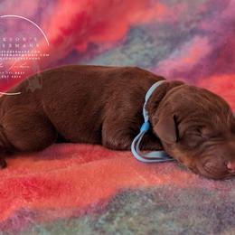 Sky Blue Collar Male Amethyst and Sage - Red and rust male Doberman Pinscher puppy in Spencer, Indiana from Jackson's Dobermans