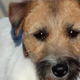 Beep - Russell Terrier