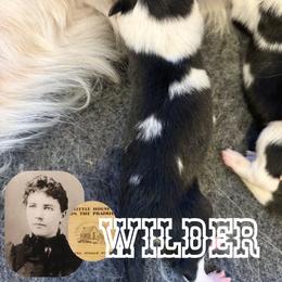 Wilder - Black white and tan male Old Time Scotch Collie puppy in Sedalia, Colorado from Bonnie Brae Collies