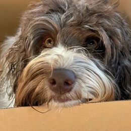 Australian Labradoodles from Sweet Time Labradoodles