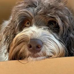 Australian Labradoodles from Sweet Time Labradoodles