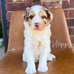 Happy - Chocolate merle male Bernedoodle puppy in Owasso, Oklahoma from Kallams Bernedoodles & Bernese Mountain Dogs