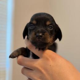 Blue Boy - Black and tan male Dachshund puppy in Horizon City, Texas from Willipaws