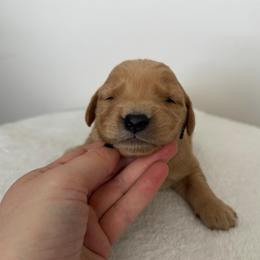 Male 2, Silver Collar - Golden male Golden Retriever puppy in Utah from Deseret Peak Goldens