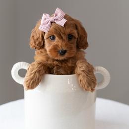 Honey - Buff and white female Cockapoo puppy in Altamonte Springs, Florida from The Perks of Pups