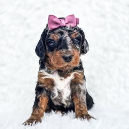 Luna - Merle female Bernedoodle puppy in Gaylord, Michigan from Dog Mom Co. Doodles