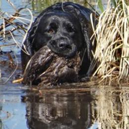 Labrador Retrievers from Double Dutch Labradors