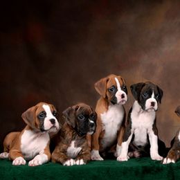 Boxers from Ripn T Boxers