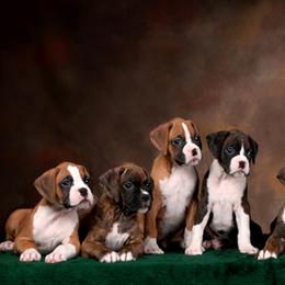 Boxers from Ripn T Boxers