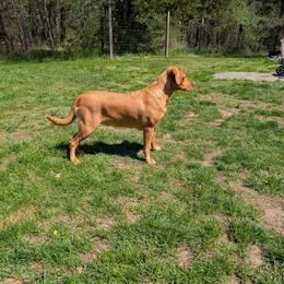 Charm - Labrador Retriever