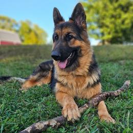 Mickey - Black and red male German Shepherd puppy in Columbus, Indiana from Stony Lonesome GSD