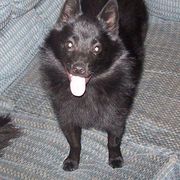Schipperke and Siberian Husky Puppies from Yuki Ookami Show Kennel