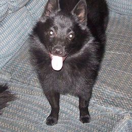 Schipperke and Siberian Husky Puppies from Yuki Ookami Show Kennel