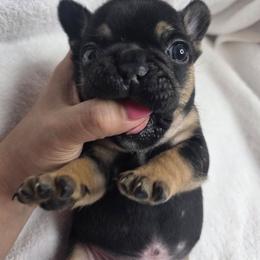 Moon - Tricolors male French Bulldog puppy in Fayetteville, North Carolina from Burger's Pups