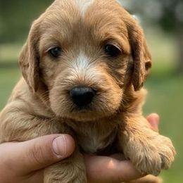 Goldendoodles from Gem State Canines