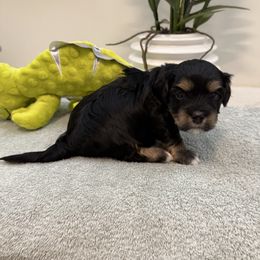 Blaze - Black male Havanese puppy in Semmes, Alabama from Hayden's Havanese