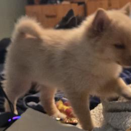 Pomsky Puppies from Bobbie Shurtz