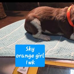 Sky's orange girl - Liver roan female German Shorthaired Pointer puppy in Dahlonega, Georgia from Pointer Mountain Bird Dogs