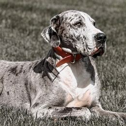 Great Danes from Kait's Danes