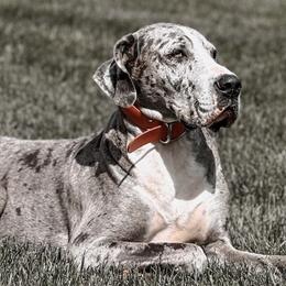 Great Danes from Kait's Danes