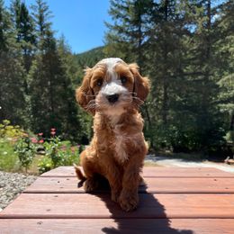 Huck - Red  male Goldendoodle puppy in Eugene, Oregon from Dbos Furry Friends
