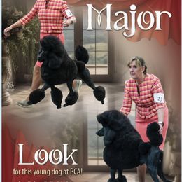 Major - Poodle