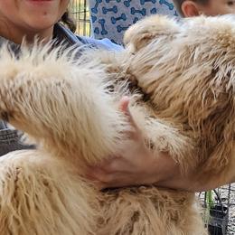 Girl 6 lavender  25% OFF PRICE - Apricot Goldendoodle puppy in Schertz, Texas from Kat's Teddydoodles