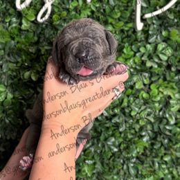 Sunny - Blue female Great Dane puppy in Granbury, Texas from Anderson Blau’s Great Danes & French Bulldogs