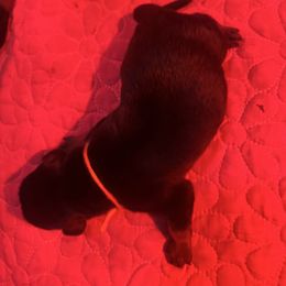 Green Collar (M) - Black and rust male Rottweiler puppy in San Antonio, Texas from VHWilliamsRottweilers