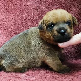 Blue Collar Male - Red male Norfolk Terrier puppy in Bristol, Tennessee from Holston Hollow Farm
