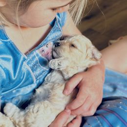 Cavapoo Puppies from The Little Park Farm