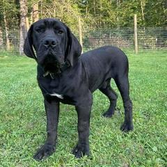 Boerboels from Upstateboerboels