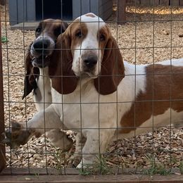 Benny  - Basset Hound