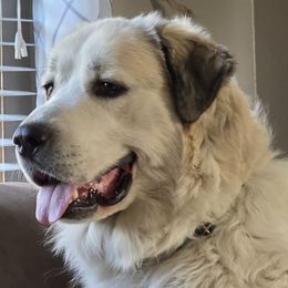 German Shepherds and Great Pyrenees from Whispering Heights Ranch