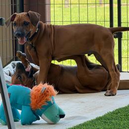 Milo - Rd whtn blk nose male Rhodesian Ridgeback puppy in Montgomery, Texas from Timber Ridge Kennels