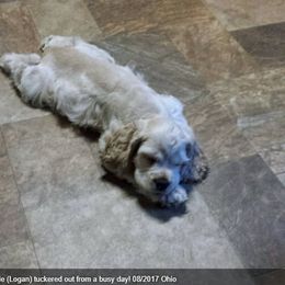 Cocker Spaniel Puppies from Chloe's Cocker Spaniels