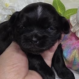 Twinkle boy 1 - Black male Shih Tzu puppy in Buda, Texas from Vickie's Shih Tzus
