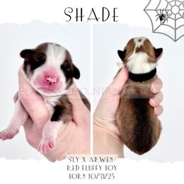 Shade - Red male Pembroke Welsh Corgi puppy in Santaquin, Utah from Blacktail Mountain Corgis