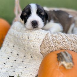 Caucasian Shepherd Dog, Labradoodle, and Saint Bernard Puppies from Blue Line Kennels